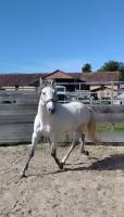 Vente de cheval : Rondeno 