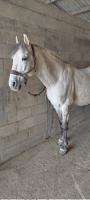 Vente de cheval : RONDENO