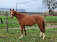 Vente de poney