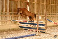Vente de poney