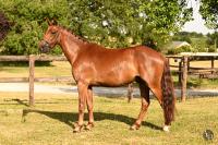 Vente de poney