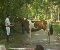 Vente de cheval : MAGAO DE L'AUMOY