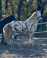 Vente de cheval : Locki