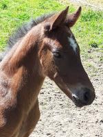 Vente de cheval : Paradoxe de Zenhola