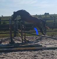 Vente de cheval : Naiade de la source