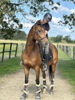 Vente de cheval : Daily