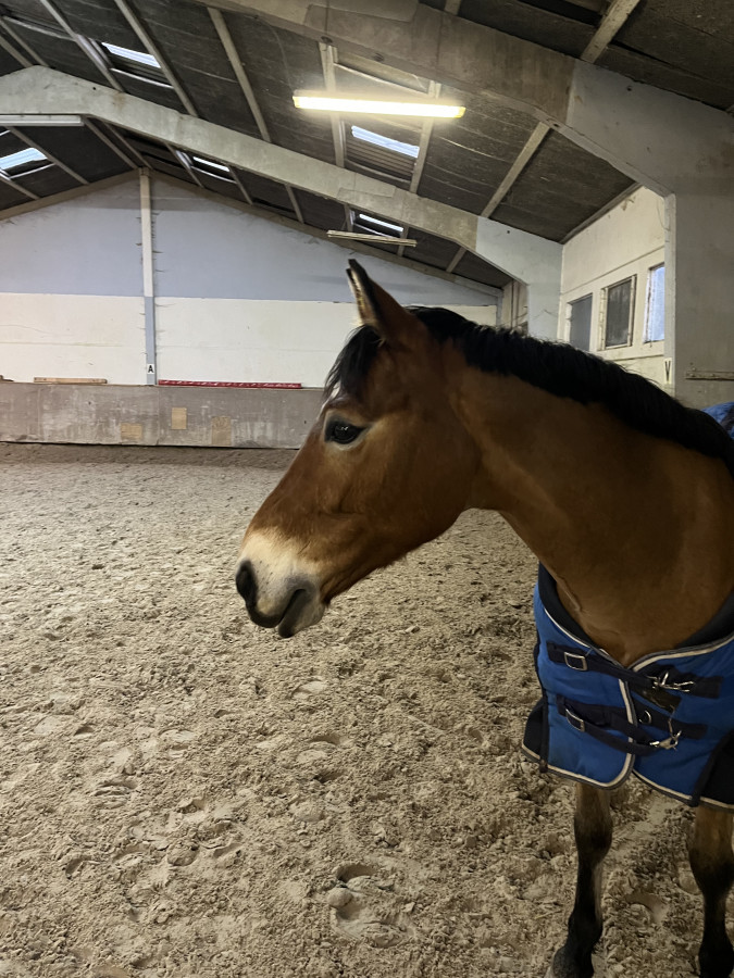 Vente de poney
