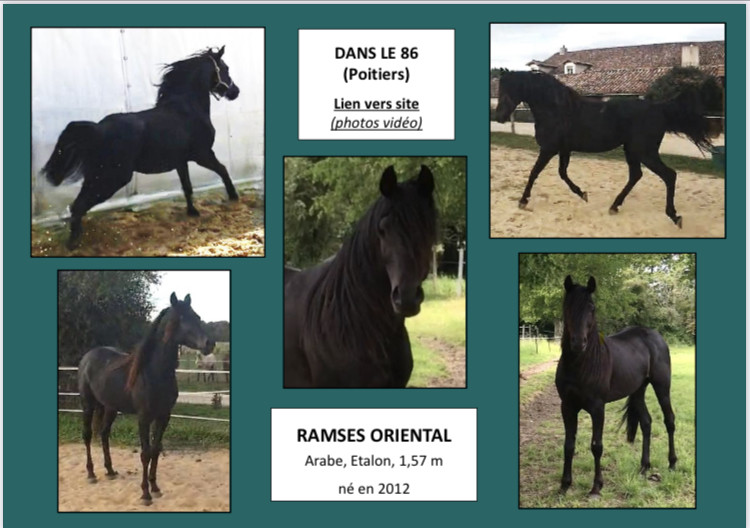 Vente de cheval : Ramses oriental 