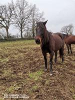 Vente de cheval : Morning Glory