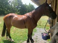 Vente de cheval : Kenzo