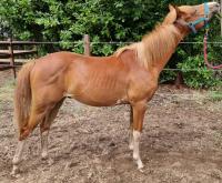 Vente de poney