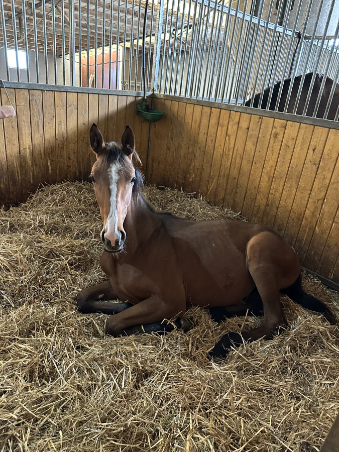 Vente de cheval : Oxygne du Donon 