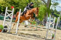 Vente de cheval : Altesse du fort