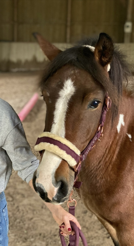 Vente de poney