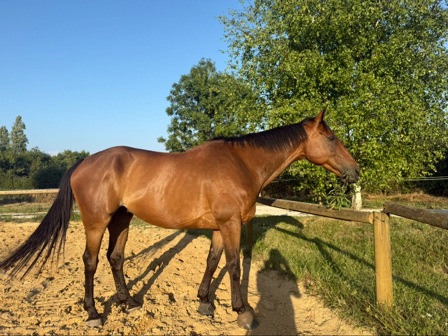 Vente de cheval : EPYSS'N TWO