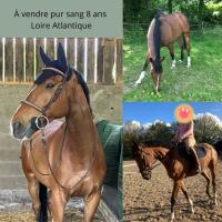 Vente de cheval : bachelier