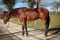Vente de cheval : CHIC SAIL PARTER