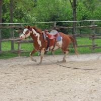 Vente de cheval : PHV FLASH DICES MAGIC