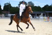 Vente de cheval : in love boisy