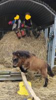 Vente de poney