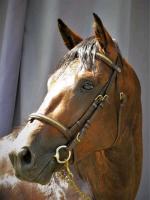Vente de poney