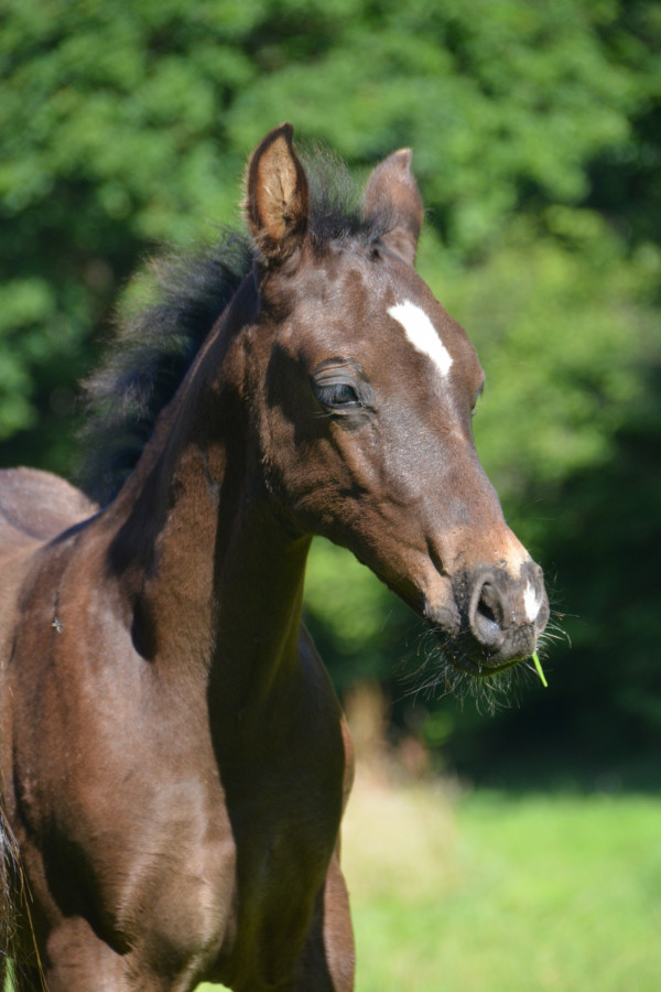 Poulain WPB Taille D smocky black