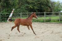 Vente de cheval : Escobar des 4 fermes z