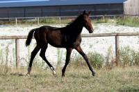 Vente de cheval : Ptrus DGR