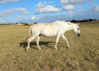 Vente de cheval : A Habil