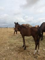 Vente de cheval : Ptrus DGR