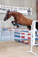 Vente de cheval : Brnice Tilliette
