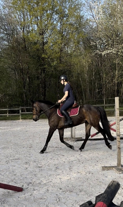 Vente de poney