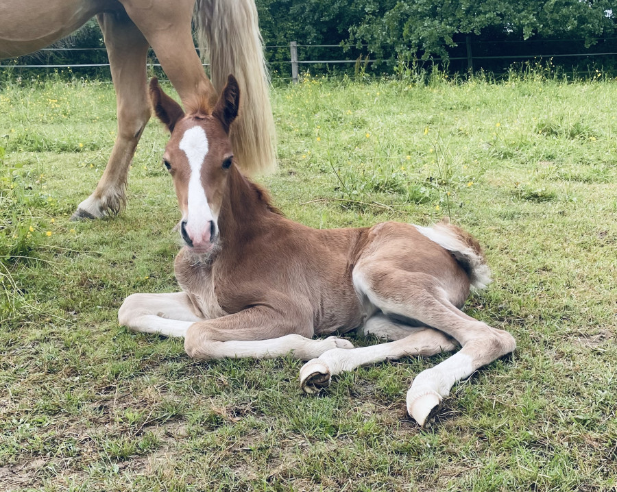 Vente de poney