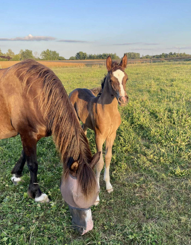 Vente de poney