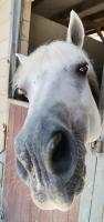 Vente de poney