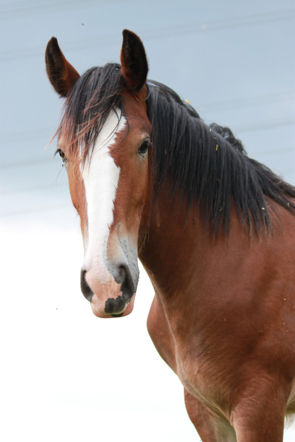 Vente de chevaux