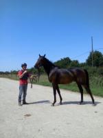 Vente de cheval : keller killey