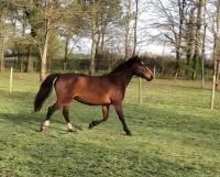 Vente de poney