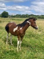 Vente de poney