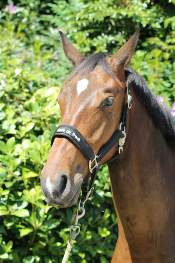 Vente de cheval : Nitro Zeus de Carno