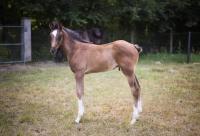 Vente de cheval : Or noir kalypso 