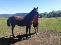Vente de cheval : Harzire de Billard 