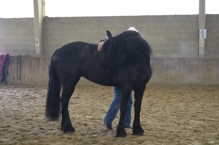 Comment être en connexion avec son cheval et trava ...
