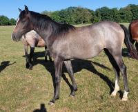 Vente de cheval : OPALE DU BRAME