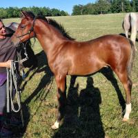Vente de cheval : PHENIX DU BRAME