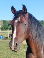 Vente de cheval : KILKAM MILIN RIANT