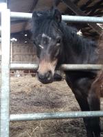 Vente de poney