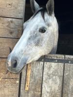 Vente de cheval : KARAIBES