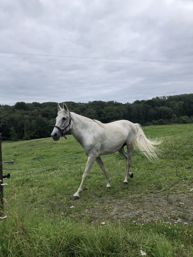 Vente de cheval : Pipo