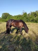 Vente de cheval : Newton 